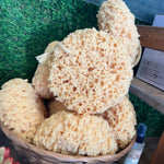 Natural Sea Sponge